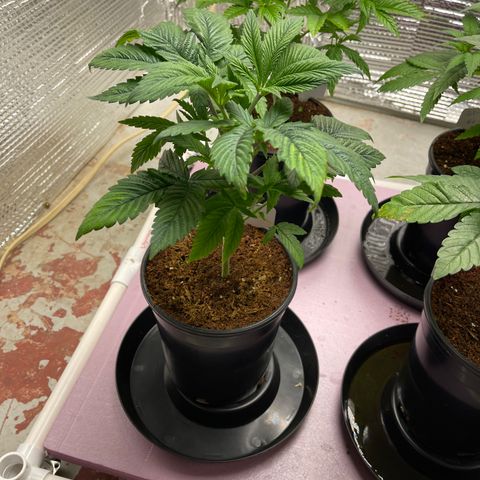 Lucyfur growlog timeline photo