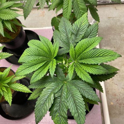 Lucyfur growlog timeline photo
