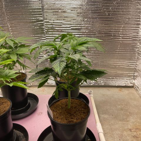 Lucyfur growlog timeline photo