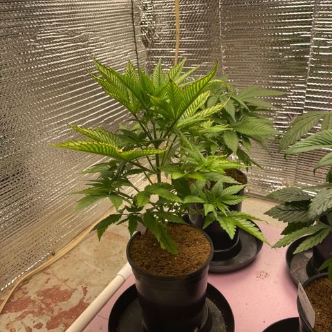 Harle Quin growlog timeline photo