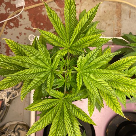Harle Quin growlog timeline photo