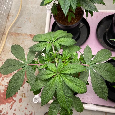 Princess Grodd growlog timeline photo