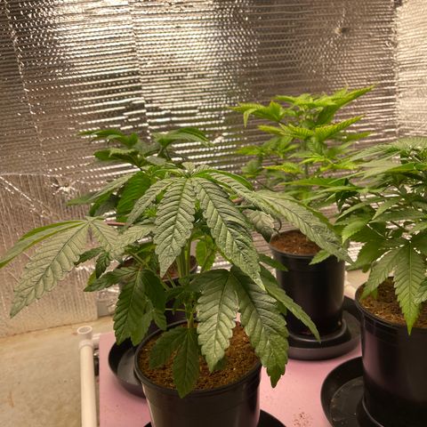 Princess Grodd growlog timeline photo