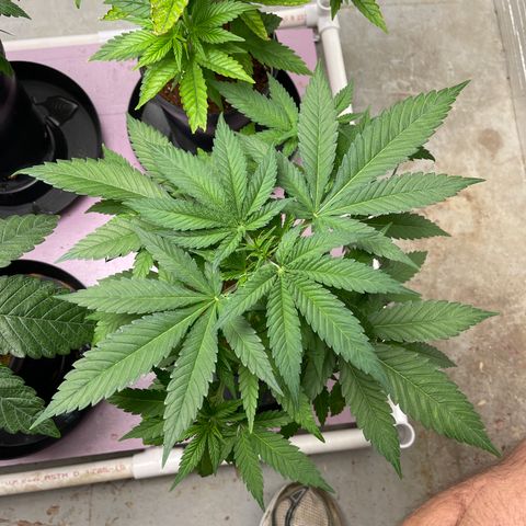 GI Jane growlog timeline photo