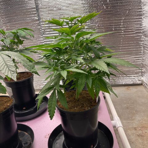 GI Jane growlog timeline photo