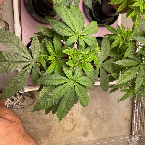 Princess Grodd growlog timeline photo