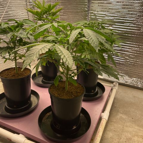 Princess Grodd growlog timeline photo