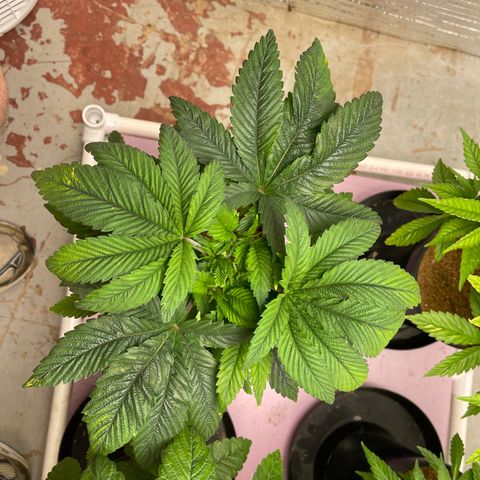 Lucyfur growlog timeline photo