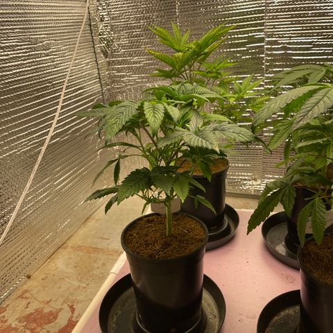 Lucyfur growlog timeline photo