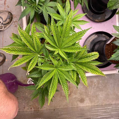 Harle Quin growlog timeline photo