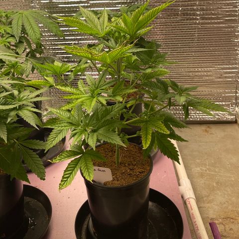 Harle Quin growlog timeline photo
