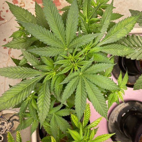 GI Jane growlog timeline photo