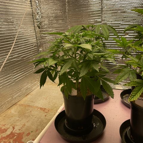 GI Jane growlog timeline photo