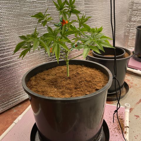 Harle Quin growlog timeline photo