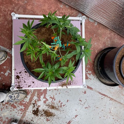 Harle Quin growlog timeline photo