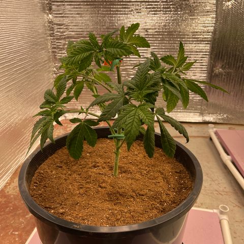 Princess Grodd growlog timeline photo