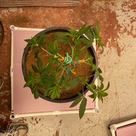 Princess Grodd growlog timeline photo