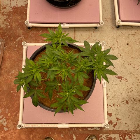 GI Jane growlog timeline photo
