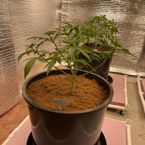 GI Jane growlog timeline photo