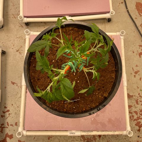 Lucyfur growlog timeline photo