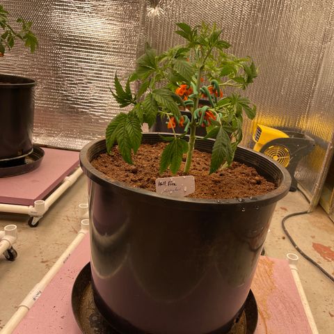 Lucyfur growlog timeline photo