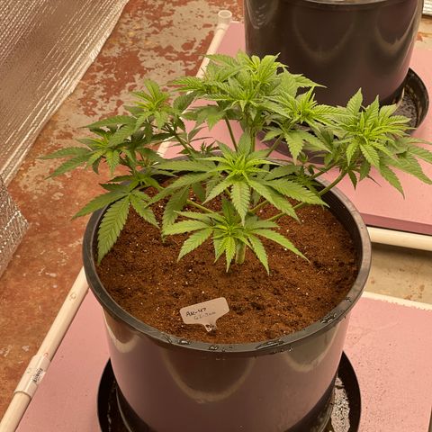GI Jane growlog timeline photo