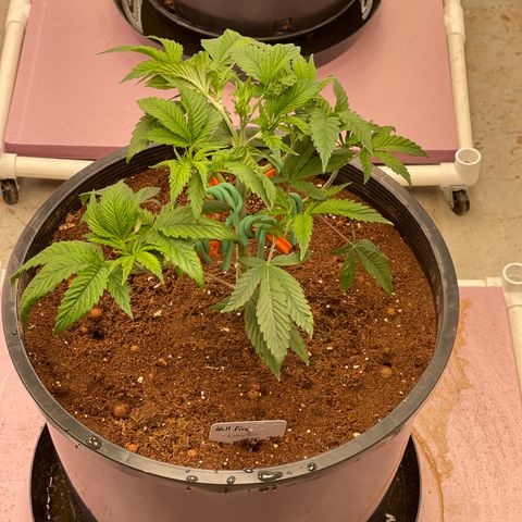 Lucyfur growlog timeline photo