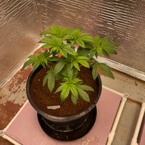 Princess Grodd growlog timeline photo