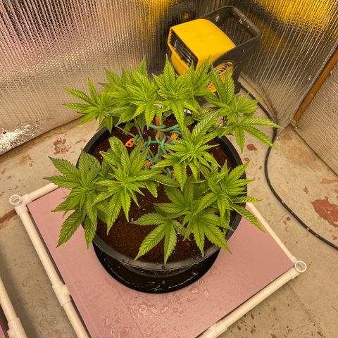 Harle Quin growlog timeline photo