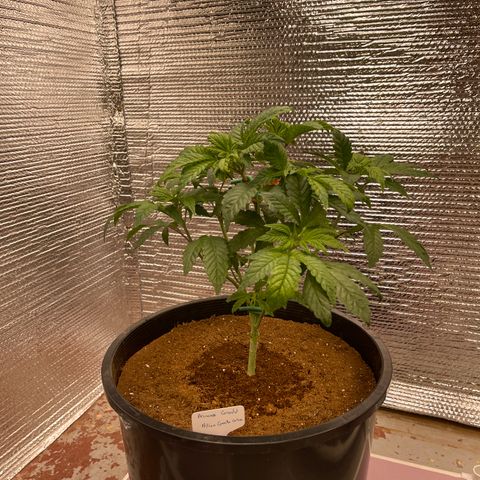 Princess Grodd growlog timeline photo