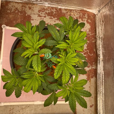 Princess Grodd growlog timeline photo