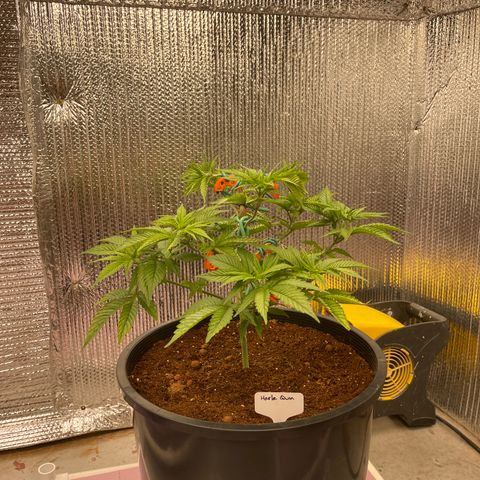 Harle Quin growlog timeline photo