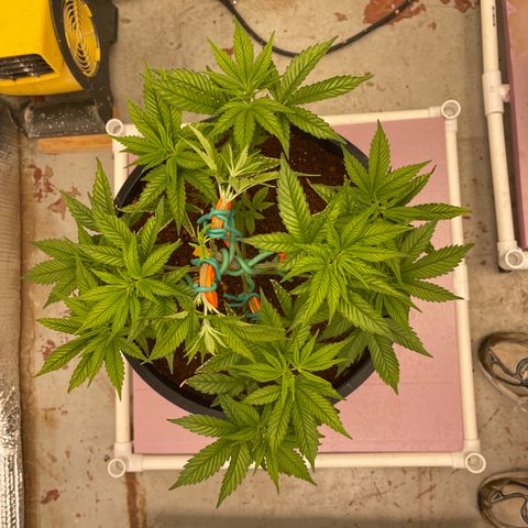 Harle Quin growlog timeline photo