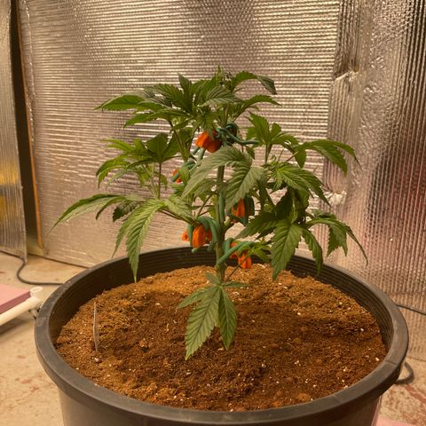 Lucyfur growlog timeline photo