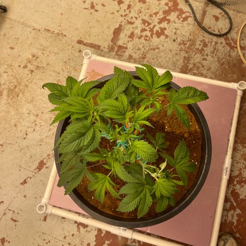 Lucyfur growlog timeline photo