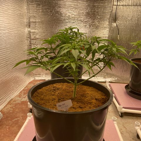 GI Jane growlog timeline photo