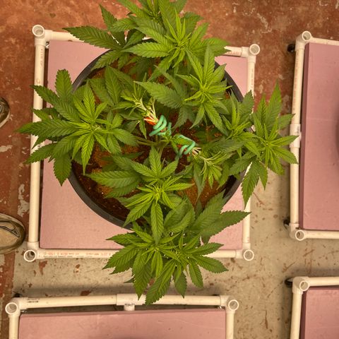 GI Jane growlog timeline photo