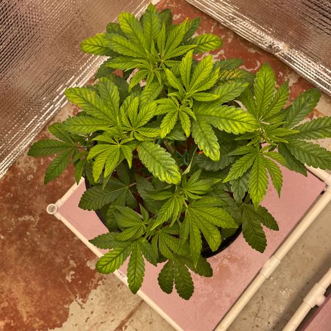 Princess Grodd growlog timeline photo