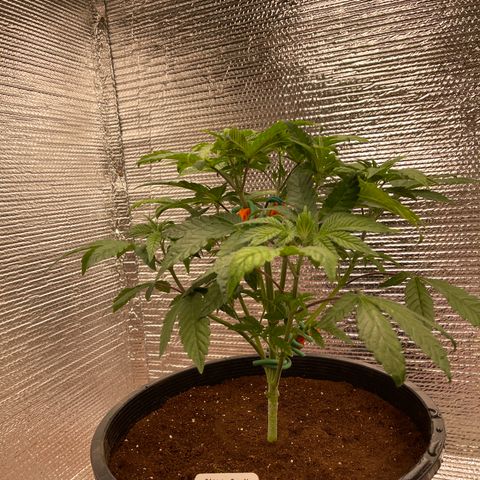 Princess Grodd growlog timeline photo