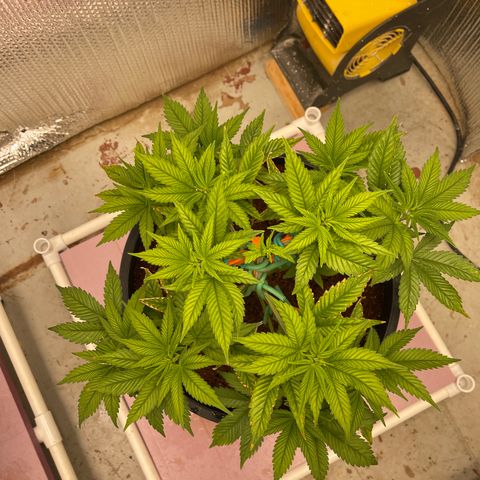 Harle Quin growlog timeline photo