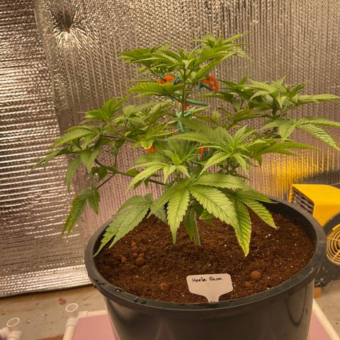 Harle Quin growlog timeline photo