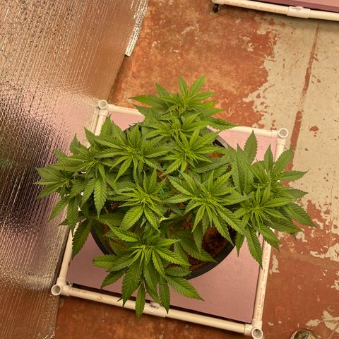 GI Jane growlog timeline photo