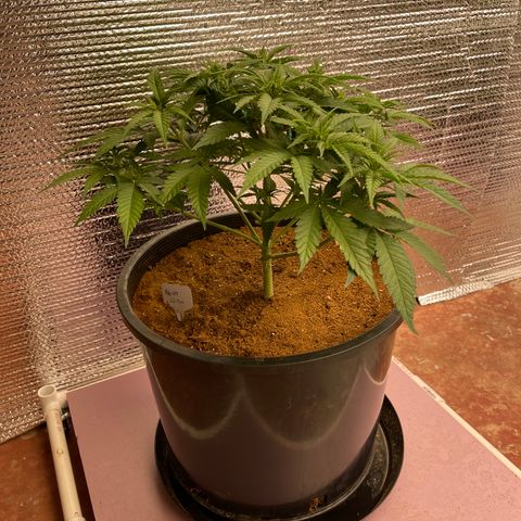 GI Jane growlog timeline photo