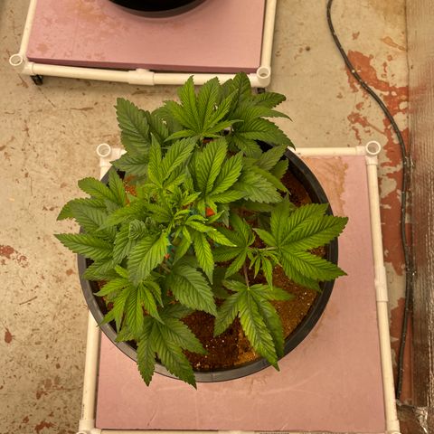 Lucyfur growlog timeline photo