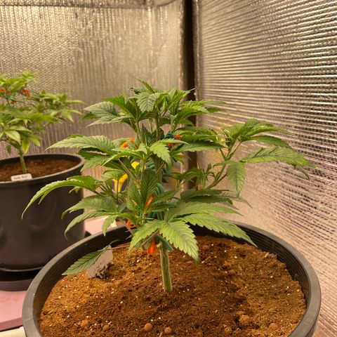 Lucyfur growlog timeline photo