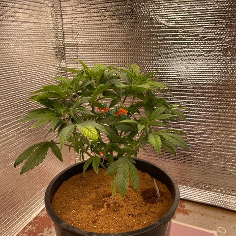Princess Grodd growlog timeline photo