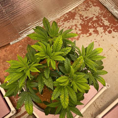 Princess Grodd growlog timeline photo