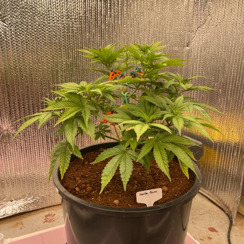 Harle Quin growlog timeline photo