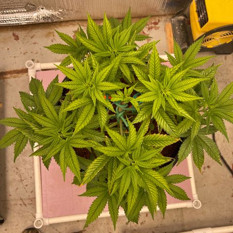 Harle Quin growlog timeline photo