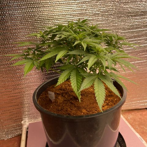 GI Jane growlog timeline photo